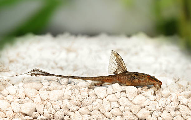 alta pinna whiptail catfish rineloricaria lanceolata acqua dolce acquario con pesci - water lime foto e immagini stock