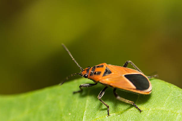 istock extra soft focus Indian Milkweed Bug, Oncopeltus confusus macro 475154170