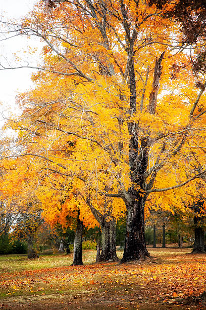 istock Autumn trees with leaves on the ground 475154204