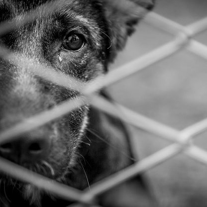 A dog alone and abandoned behind a fence.