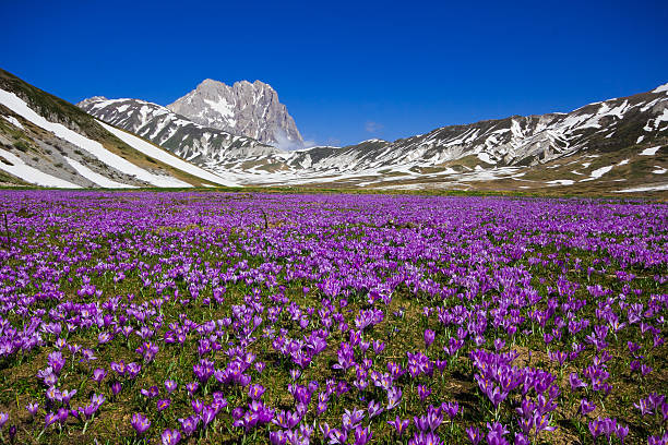istock Blossom of crocuses 475154644