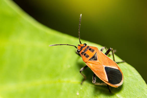 istock extra soft focus Indian Milkweed Bug, Oncopeltus confusus macro 475154760