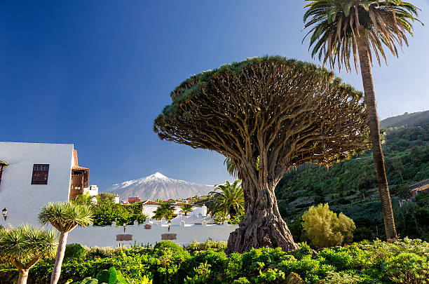 albero del drago e teide - tenerife foto e immagini stock