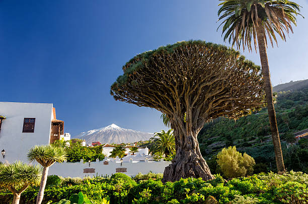 Dragon tree and Teide Dragon tree in Icod de los vinos and Teide tenerife stock pictures, royalty-free photos & images