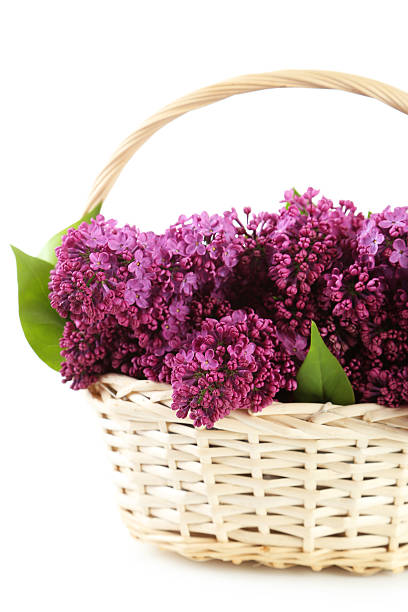 istock Purple lilac flowers in basket on white background 475155162