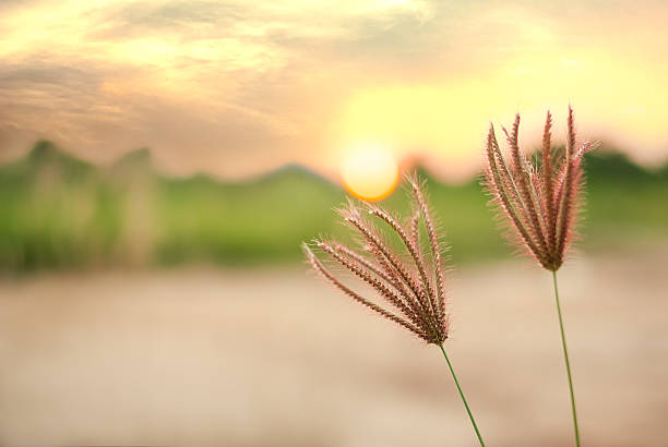 Nut grass, Cyperus rotundus, in sunset landscape blurred background