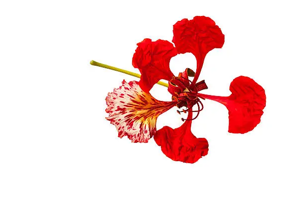 Peacock flower, Delonix regia, isolated on white background