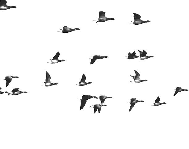 istock flock of canadian geese migrating 475155332