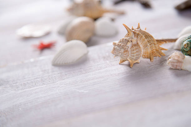 istock Plenty of stones and shells on the beach 475155542