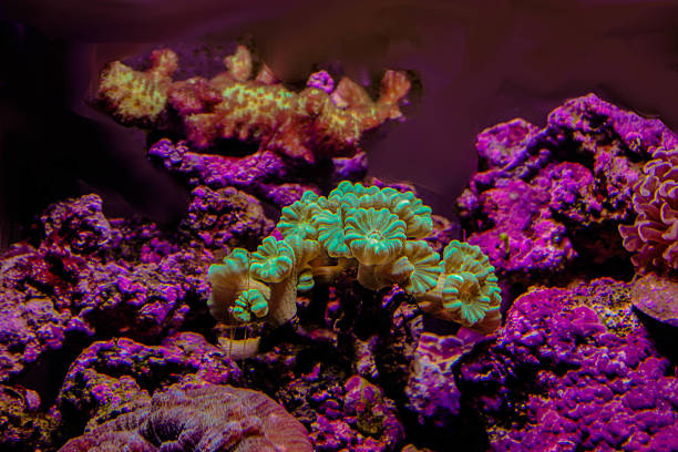 Indian Ocean Corals stock photo
