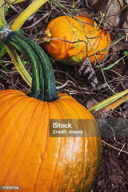 Ripe Pumpkins Stock Photo - Download Image Now - 2015, Agricultural Fair, Agricultural Field