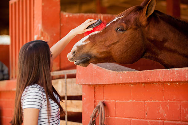 istock Taking care of my horse 475157347