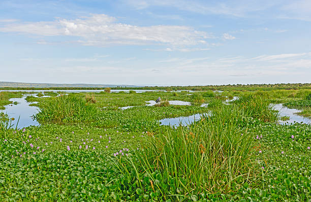 Shoebill wetland Habitat Complete with Shoebill Shoebill in Wetland Habitat in the Victoria Nile Delta nile delta photos stock pictures, royalty-free photos & images