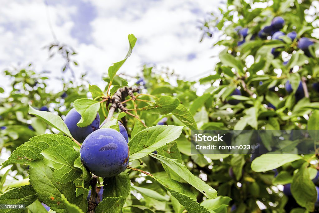 Overgrown plum tree Ripe plum on the branch among the green leaves before harvest Agriculture Stock Photo