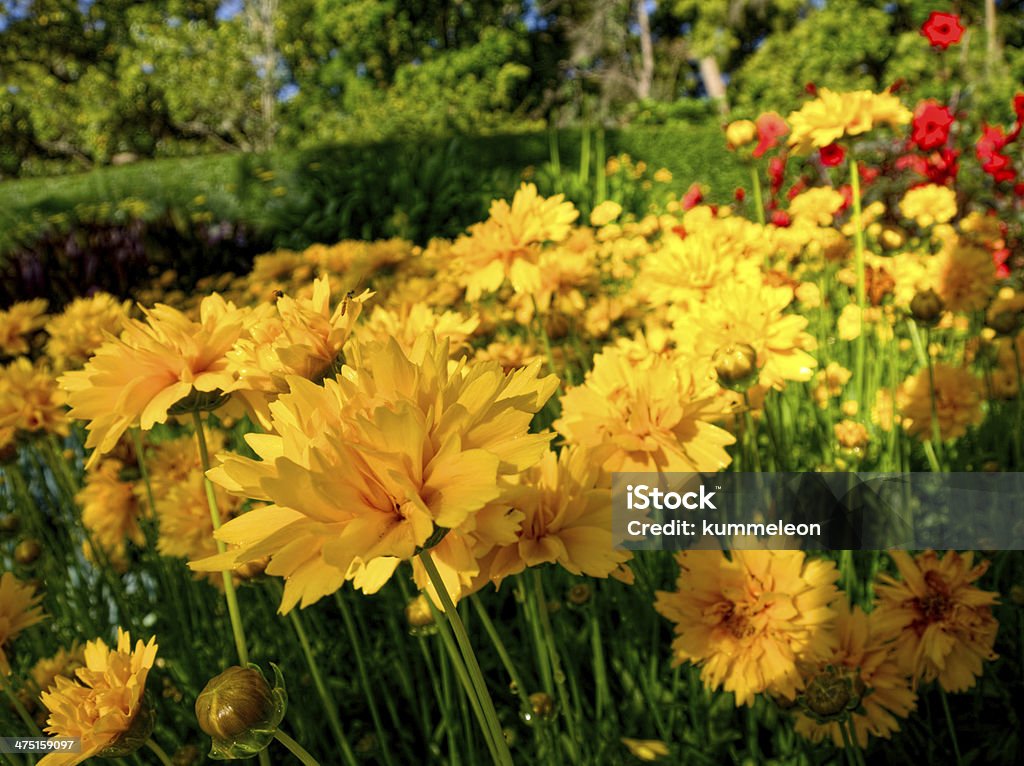 fiori estivi - Foto stock royalty-free di Aiuola