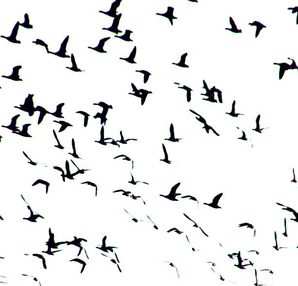 istock flock of canadian geese migrating 475159962