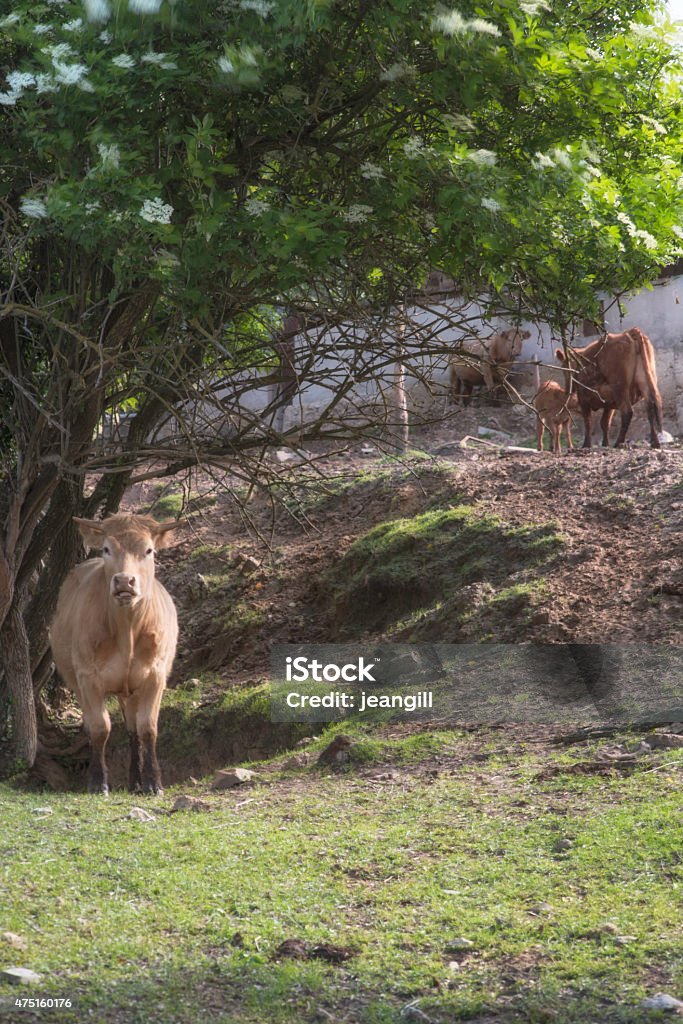 Provencal landscape with cows Provencal landscape with cows behind the village of Poet-Laval Gougne in la Drome 2015 Stock Photo