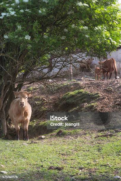 Provencal Landscape With Cows Stock Photo - Download Image Now - 2015, Agricultural Field, Agriculture