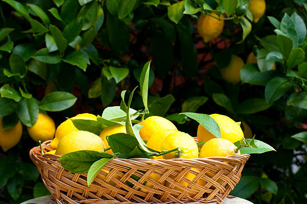 istock Basket of lemons 475160649