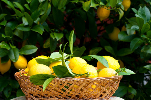 Freshly picked lemons in a basket