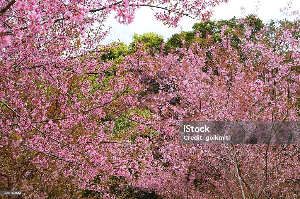 Frühlings-Kirschblüten Blumen - Lizenzfrei April Stock-Foto