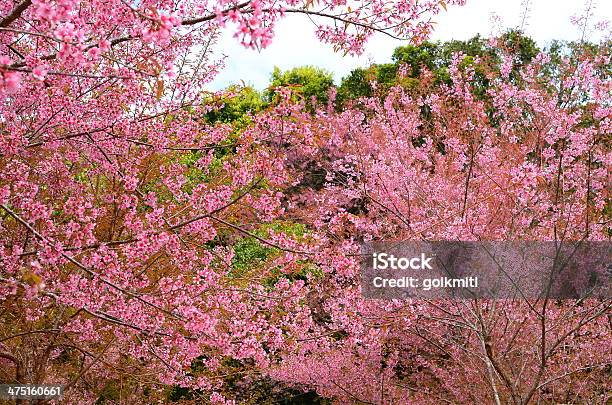 Frühlingskirschblüten Blumen Stockfoto und mehr Bilder von April - April, Ast - Pflanzenbestandteil, Baum