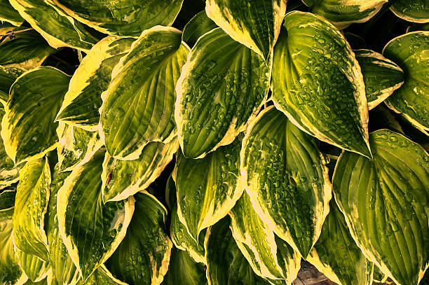 Leaves stock photo