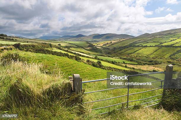 Prati Verdi Vicino Di Dingle - Fotografie stock e altre immagini di Fattoria - Fattoria, Siepe, Collina