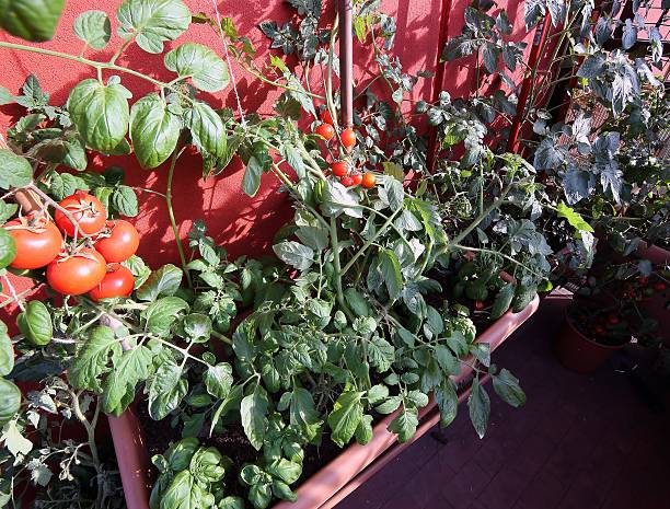 istock vegetable garden with large pots on the terrace 475162670