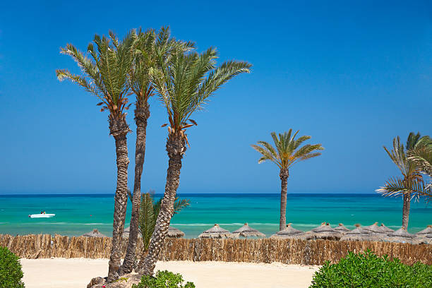 thatched sunshades and palm trees thatched sunshades and palm trees, Tunisia, Djerba tunisia beach stock pictures, royalty-free photos & images