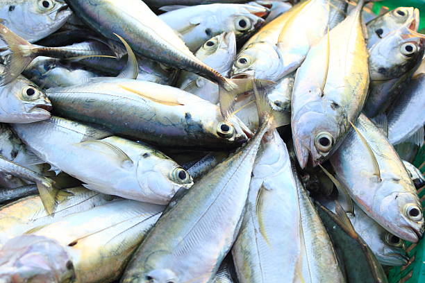 istock Fresh fish in the market 475165608