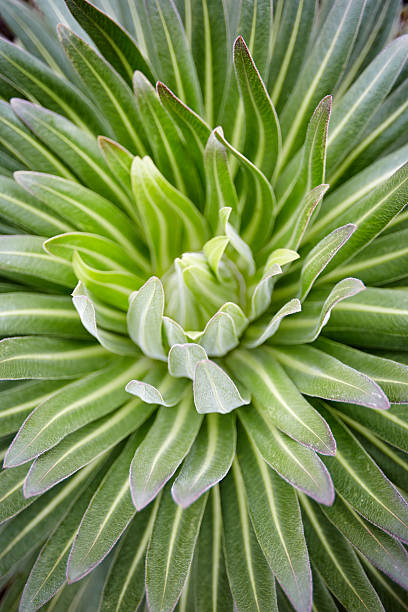 istock Mt Kilimanjaro, Around Barranco wall a lobelia 475165660