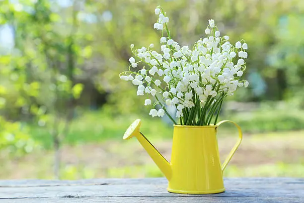 Lily of the Valley in watering can on grey wooden background, outdoors