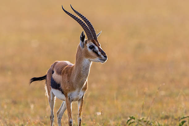 istock Thomson's gazelle in grassland 475171530