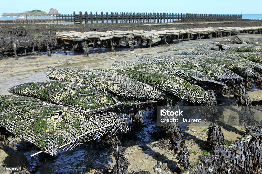 Oyster farm Oyster farm in Cancale, Brittany, France. Oyster Bed Stock Photo