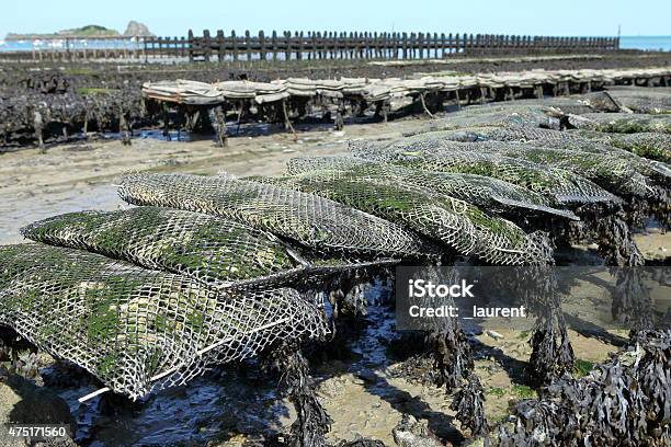 Oyster Farm Stock Photo - Download Image Now - Oyster Bed, Cancale, France