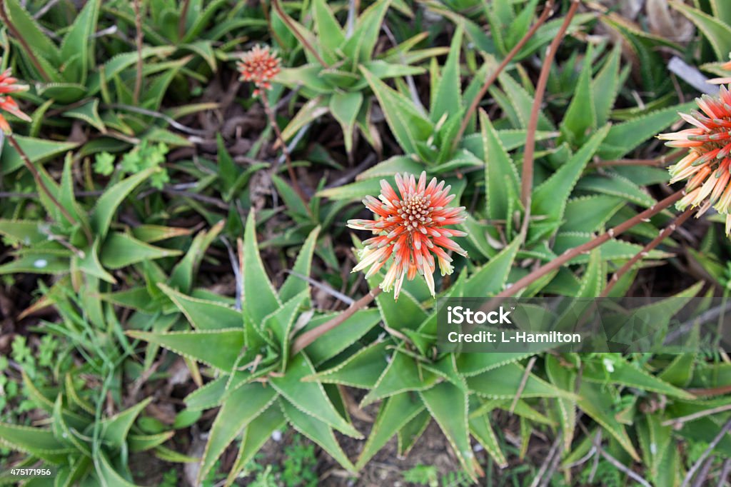 Flower - Aloe Flowers Aloe arborescens 2015 Stock Photo