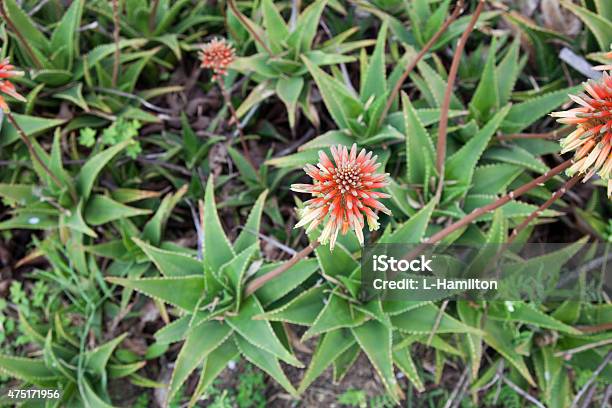 Flower Aloe Flowers Stock Photo - Download Image Now - 2015, Aloe, Aloe Vera Gel