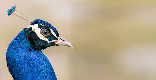 istock Portrait of a peacock 475172082