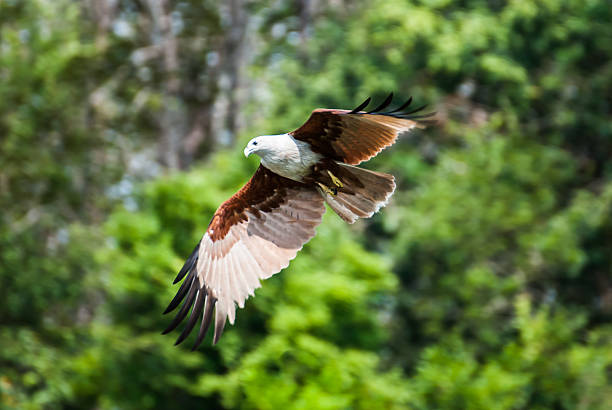 istock Brahminy kite flying over the water at high speed 475172231