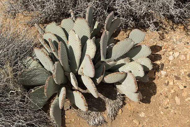 A photograph of some Beavertail Cactus (Opuntia basilaris) in the Joshua Tree National Park, in California, USA. 