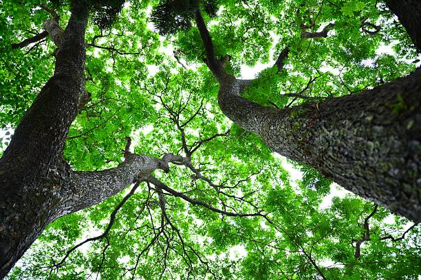 istock Tall trees and lush foliage green leaves 475172328