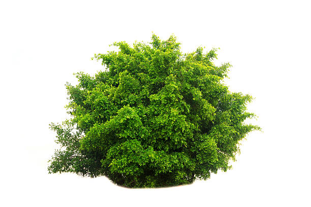 Stock Photo - tree isolated on white background