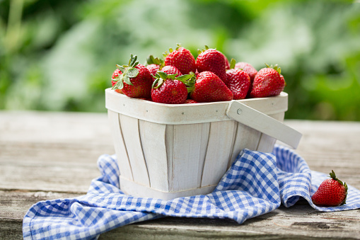 Basket of freshly picked strawberries