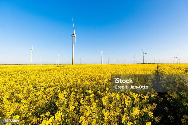 Windmühle Turbines Und Canola In West Coast Region Von Deutschland Stockfoto und mehr Bilder von 2015