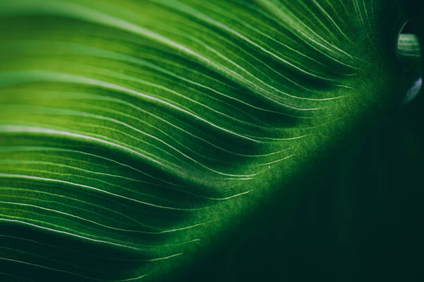 잎 표면화시킵니다 접사를, 얕은 dof - 녹색 뉴스 사진 이미지