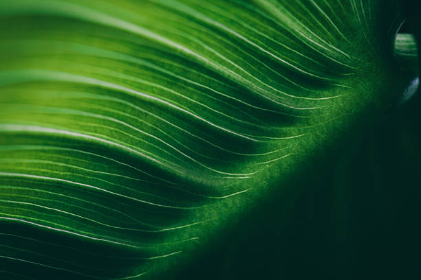 Leaf surface macro , shallow DOF Leaf surface macro , shallow DOF leaf vein stock pictures, royalty-free photos & images