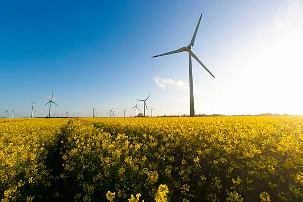 Lots of windmills in a canola field. XXL size image. 