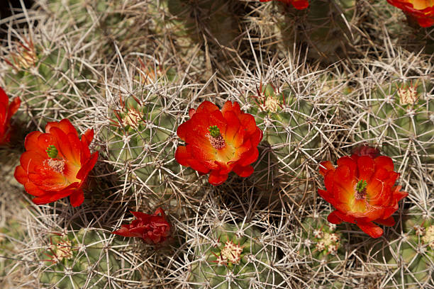 kaktus kwitnąć - single flower flower cactus hedgehog cactus zdjęcia i obrazy z banku zdjęć