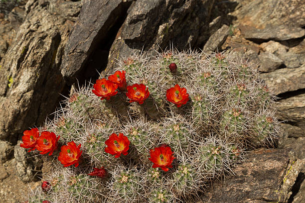 cato em bloom - single flower flower cactus hedgehog cactus imagens e fotografias de stock